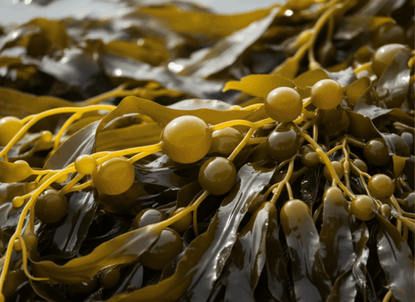 ViriFlow Ingredient3
